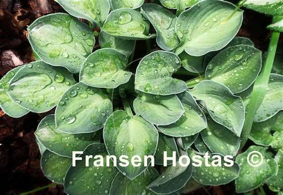 Hosta Mystic Mouse